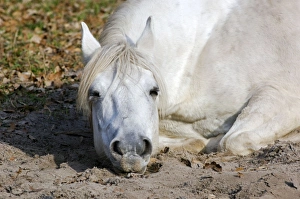 Images Dated 24th October 2006: Working Horse - lying down sleeping