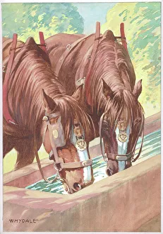 Working horses having a drink