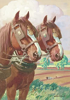 Working horses (pulling a plough)