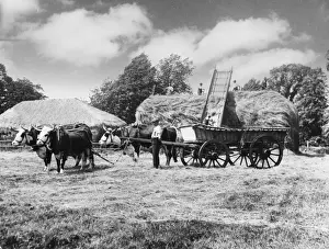 Working Oxen on Farm