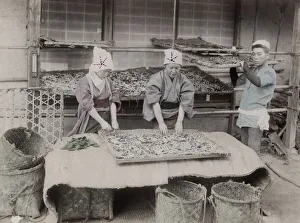 Worms Prints: Working with silk worms, Japan