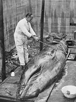 Stranded Prints: Working on whale carcass, 1930s