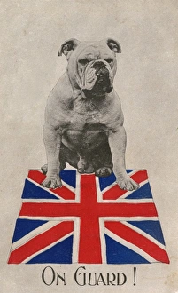 WWI Animals Gallery: World War One Patriotic Postcard - Bulldog
