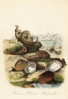 Achille Comte Prints: Worm snails, Vermetidae family, and bivalve clams, Carditidae fa