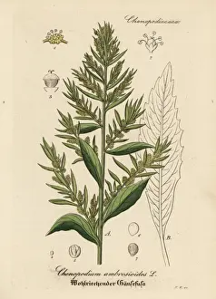 Jesuits Prints: Wormseed, Dysphania ambrosioides
