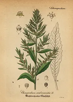 Jesuits Prints: Wormseed, Jesuits tea or Mexican-tea, Dysphania