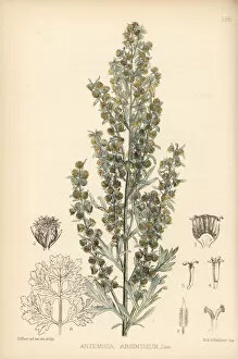 Absinthe Gallery: Wormwood or absinthe, Artemisia absinthium