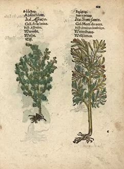 Absinthe Gallery: Wormwood, Artemisia absinthium, and santonica