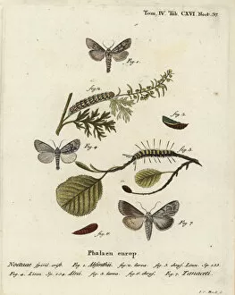 Wormwood moth, alder moth and Cucullia tanaceti