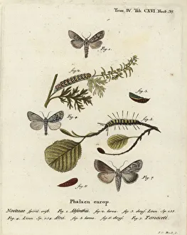 Alder Prints: Wormwood moth, alder moth and Cucullia tanaceti