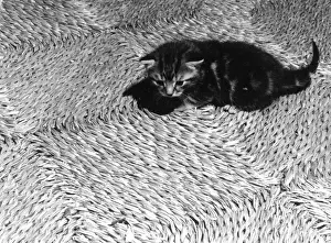 Woven Kitten