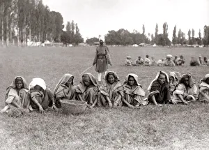 Labourers Prints: Wpomen labourers pulling weeds by hand, India