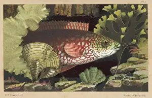 Wrasse Prints: A WRASSE / 1856