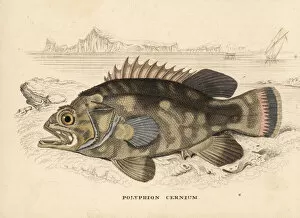 Americanus Gallery: Wreckfish, Polyprion americanus