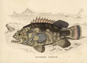 Wreckfish, Polyprion americanus
