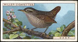 Wren / Cigarette Card / 1915