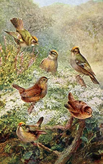 Firecrest Prints: Wren, Goldcrest, Firecrest