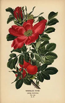 Desire Prints: Wrinkled rose, Rosa rugosa