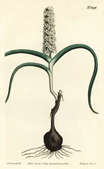 Wurmbea monopetala