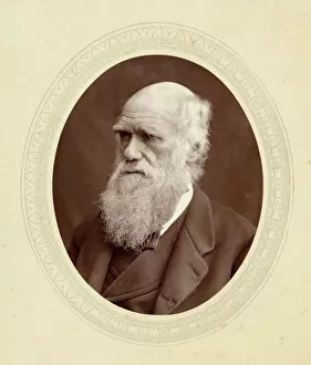 Darwin Gallery: Ww Gull / Cabinet Portrait
