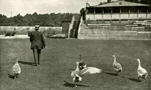 Marylebone Collection: WW1 - Lords Cricket Ground used as a Goose Farm, 1915