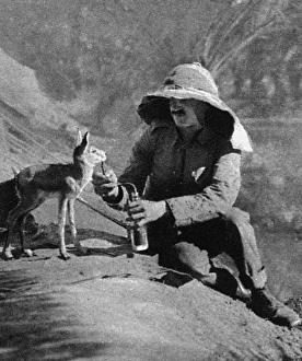 Images Dated 27th November 2016: WW1 mascots: a gazelle in Mesopotamia