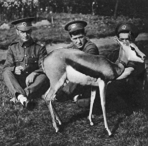 Images Dated 27th November 2016: WW1 mascots: Nancy the springbok