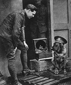 Images Dated 27th November 2016: WW1 mascots: a war dog, wearing a cap