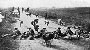 WW1 messenger dogs - training them under rifle fire