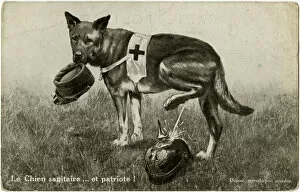 WW1 - Patriotic Red Cross Dog cocks his leg on German Helmet