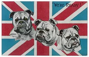 Post Card Collection: Ww1 Postcard Bulldogs