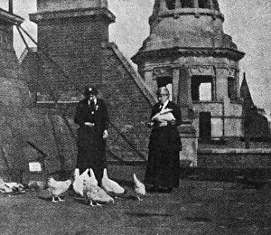 WW1 roof top poultry farm, 1917