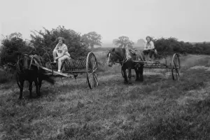 Bpeosa Prints: WW2 - Haymaking with horses at Stevington