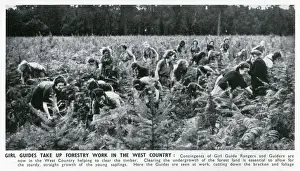 WW2 - Home Front - Girl Guide Rangers and Guiders doing forestry work in the West