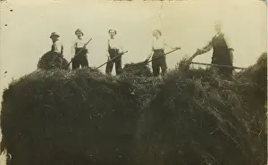 Wentworth Postcard Collection Prints: WW2 Land Army - Haymaking