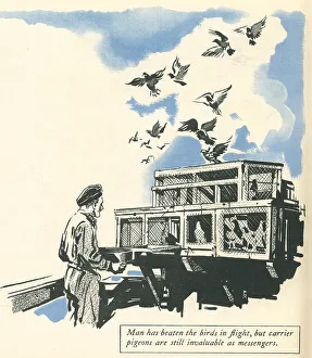Messenger Prints: WW2, R. A. F. Messenger Pigeons
