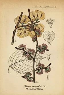 Hand Atlas Gallery: Wych elm or Scots elm, Ulmus glabra