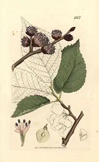 Wych elm or Scots elm, Ulmus glabra