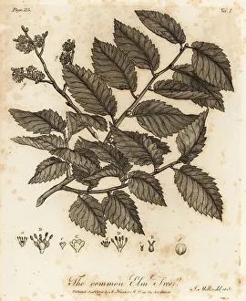 Silva Prints: Wych elm or Scots elm, Ulmus glabra