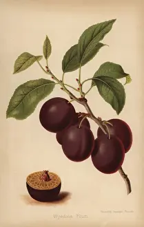 Prunus Prints: Wyedale Plum cultivar, Prunus domestica