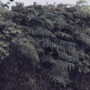 X-Ray - Bank of Green Fern