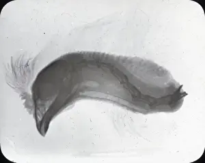 X Rays Prints: X-Ray - Birds Head showing crest