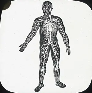 X Rays Prints: X-Ray - Circulatory System of Human