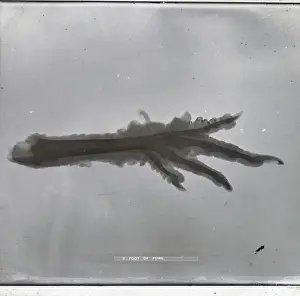 X Rays Prints: X-Ray - Claw Foot