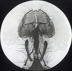 X-Ray - Close-up X-ray view of a Blow Fly Proboscis