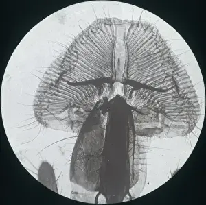 X Rays Prints: X-Ray - Close-up X-ray view of a Blow Fly Proboscis