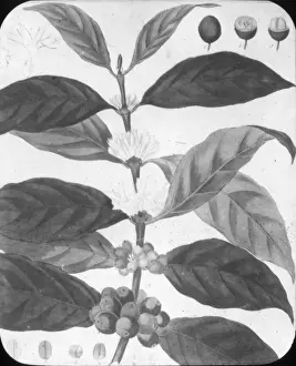 X Rays Prints: X-Ray - Coffee Blossom