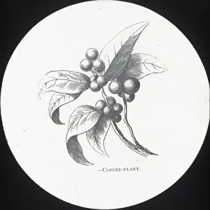 X Rays Prints: X-Ray - Coffee plant