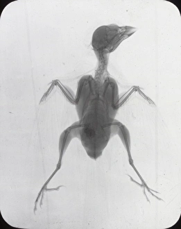 Sparrow Gallery: X-Ray - Common House Sparrow