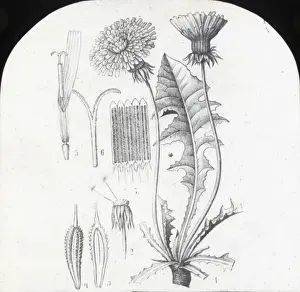 Dandelion Prints: X-Ray - Dandelion